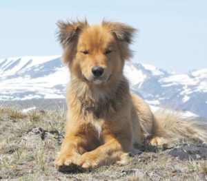 harry 2 cropped (Lonesome: Memoirs of a Wilderness Dog Final Cover.)