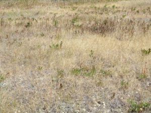 1 brown grass (Another Heatwave)