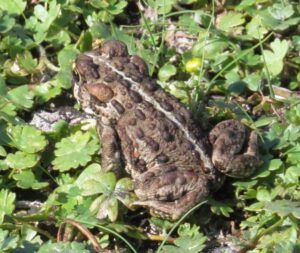 10 frog (Another Heatwave)