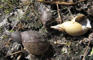 10a snail shells (Another Heatwave)
