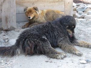 13 dogs (Another Heatwave)