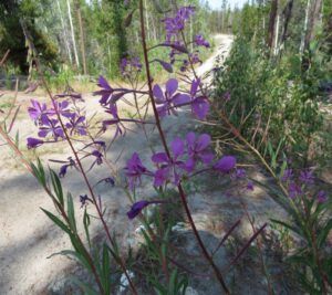 3a fireweed (Another Heatwave)