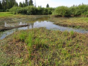 4 lower pond (Another Heatwave)