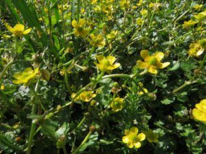 6a warter crowfoot (Another Heatwave)