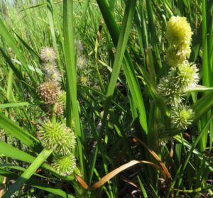 7 burr reed (Another Heatwave)