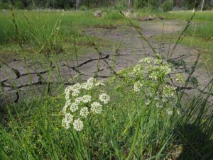 8 water hemlock (Another Heatwave)