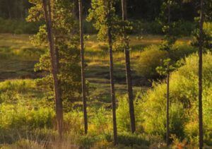 1 dry pond (The Drought Continues at Ginty Creek)