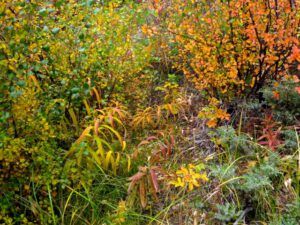 10 fireweed (The Drought Continues at Ginty Creek)