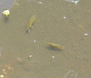 10 pond 3 – shrimps (Cool and Cloudy at Ginty Creek)