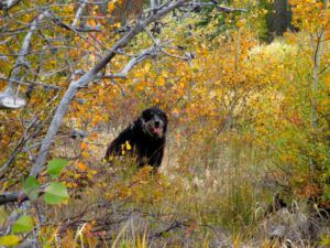 11 badger (The Drought Continues at Ginty Creek)