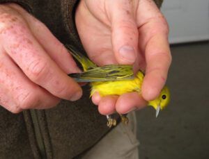 11 wing measured (Bird Banding at Tatlayoko Lake)