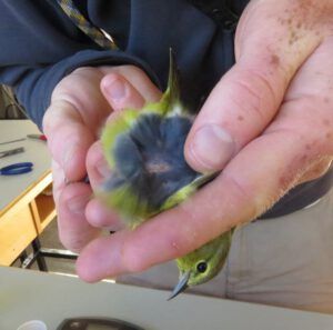 12 blown feathers (Bird Banding at Tatlayoko Lake)
