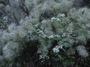 12 clemetis (And The River Still Sings is On The Road.)