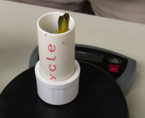 13.  weighed (Bird Banding at Tatlayoko Lake)