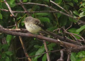 14 least flycatcher (Bird Banding at Tatlayoko Lake)