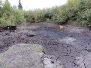 2 pond dried up (The Drought Continues at Ginty Creek)