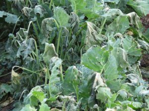 3 kale frosted (The Drought Continues at Ginty Creek)