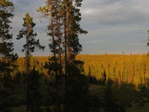 4. evening (Cool and Cloudy at Ginty Creek)