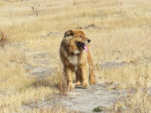 4a Harry (The Drought Continues at Ginty Creek)