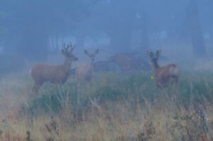 5 deer (Bird Banding at Tatlayoko Lake)