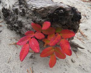 5 rose (What I Left Behind)