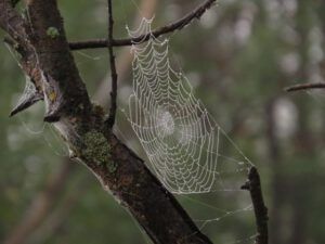6 orb web (Bird Banding at Tatlayoko Lake)