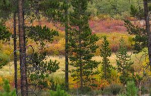 7 leaves turning (The Drought Continues at Ginty Creek)