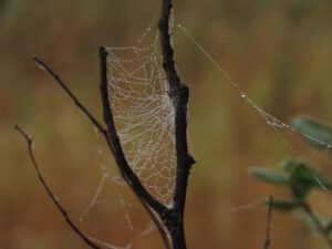 7 other web (Bird Banding at Tatlayoko Lake)