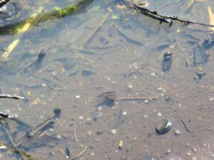 8 in pond one (Cool and Cloudy at Ginty Creek)