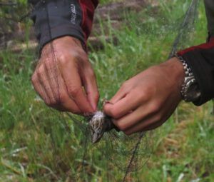 8 song sparrow in net (Bird Banding at Tatlayoko Lake)