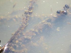 9. pond 2 (Cool and Cloudy at Ginty Creek)