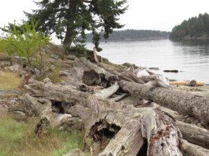 1 driftwood (Thanksgiving on Gabriola Island)