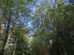 1 green VancouverIMG_0099 (The Lower Mainland)