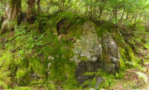 16 coast forest (Squamish)