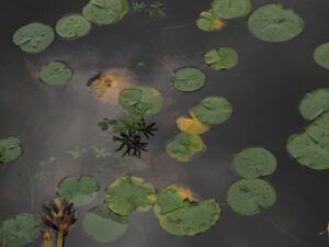 16 pond lilies (Thanksgiving on Gabriola Island)