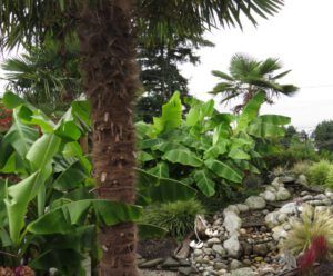 17 bananas! (Thanksgiving on Gabriola Island)