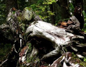 18 eagles head (Squamish)