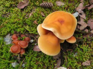 19 2 mushrooms (Squamish)
