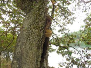 2 garry oak (Thanksgiving on Gabriola Island)