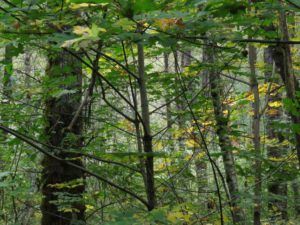 2 green V (The Lower Mainland)