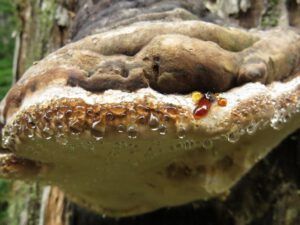 21 fungus with christmas lights (Squamish)