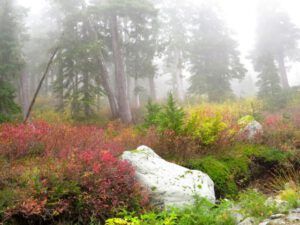 22 fog (Squamish)