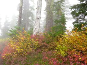23 fall colours (Squamish)