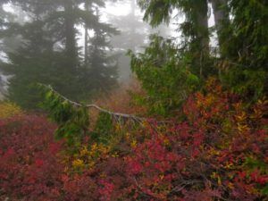 25 red colours (Squamish)