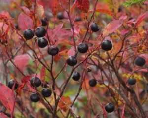 26 blueberries (Squamish)