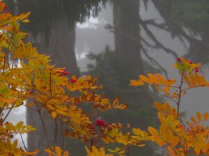 28 ash (Squamish)