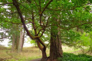 3 arbutus (Thanksgiving on Gabriola Island)