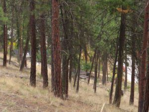 3 pine and suburbs (And The River Still Sings still on the move.)