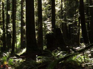 35a forest 1 (And the River Still Sings crosses the sea)