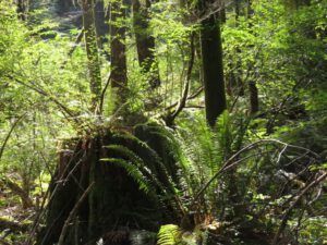 36 forest 1 (And the River Still Sings crosses the sea)